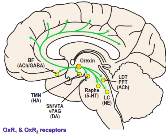 Orexin in the brain